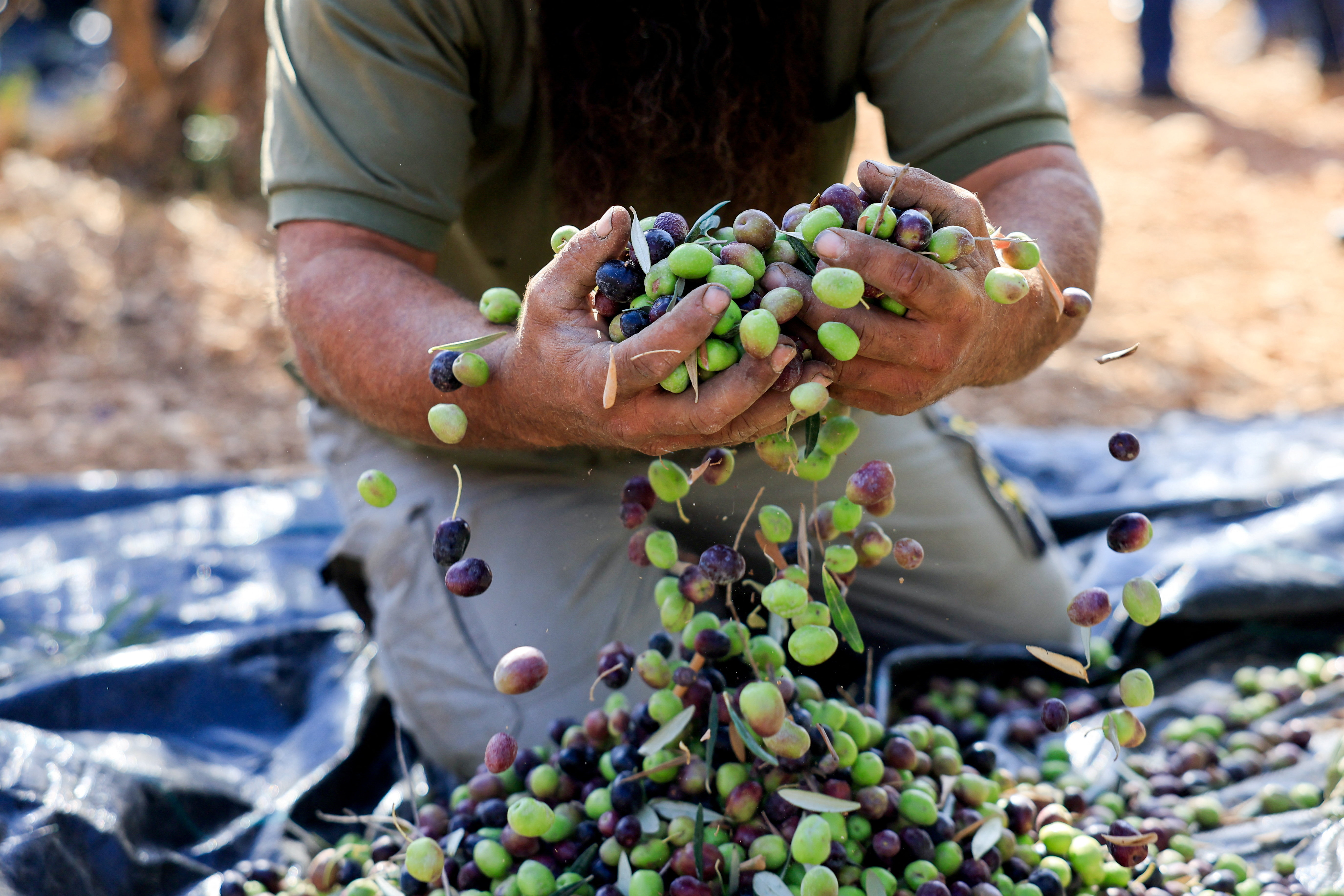 Olives harvest in the village of Maniya, near Bethlehem