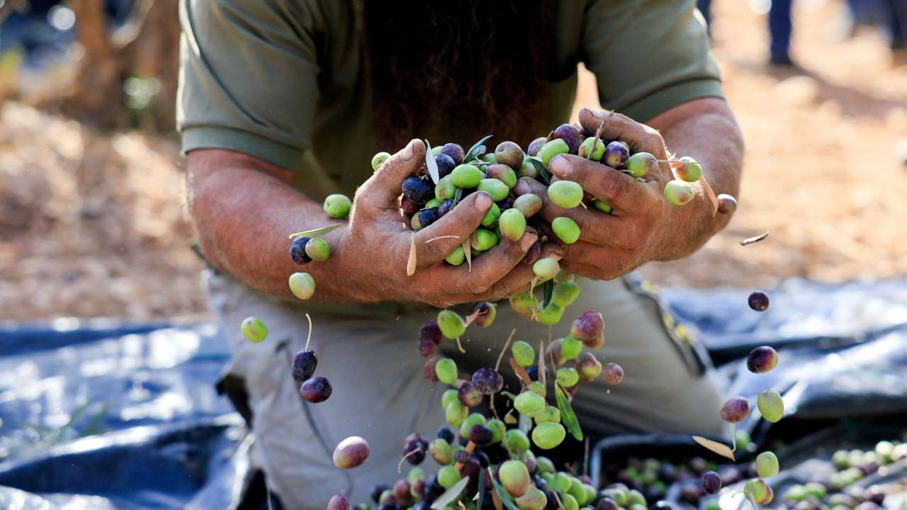 Olives harvest in the village of Maniya, near Bethlehem