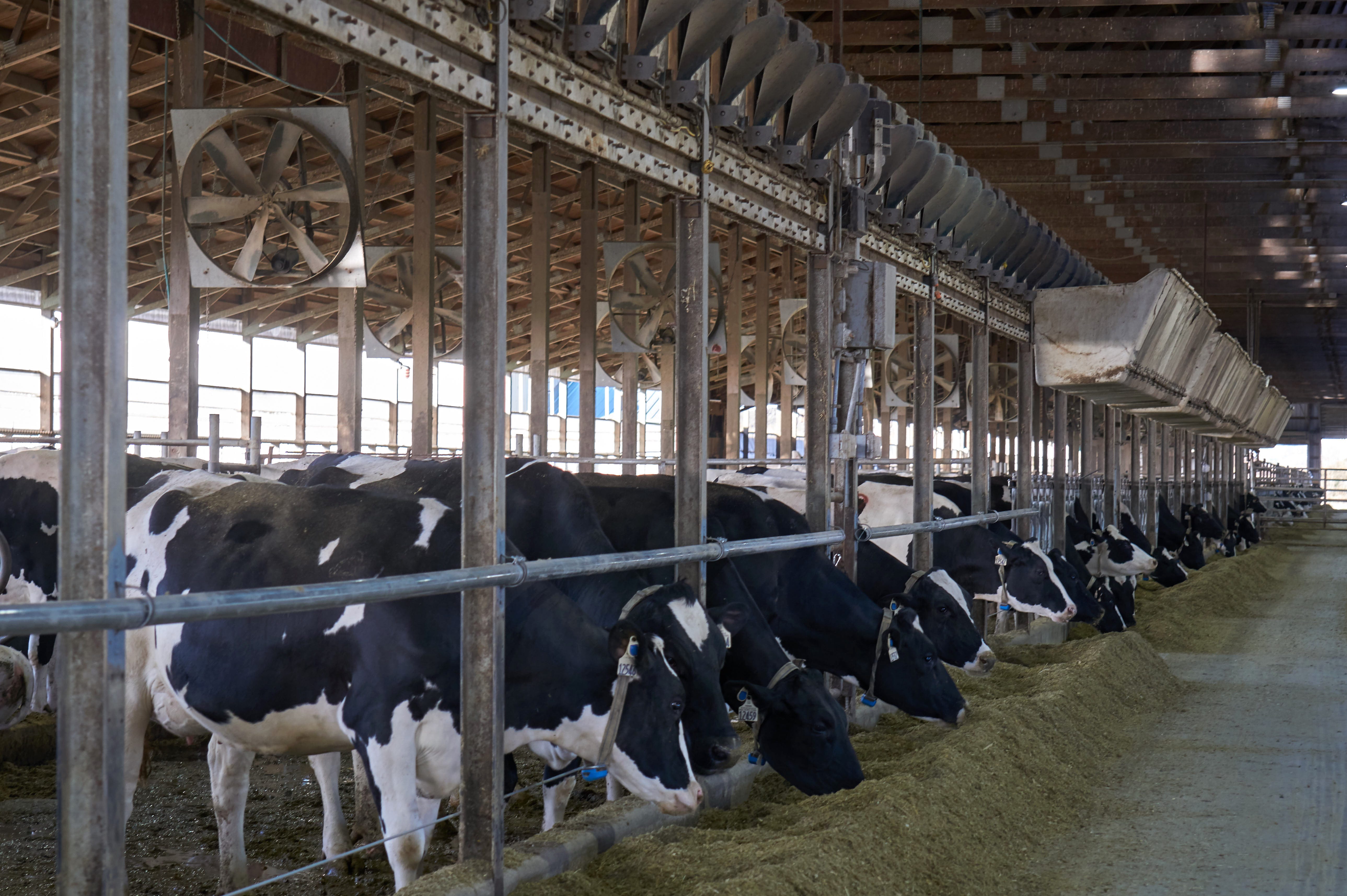 Cows at ISU Dairy Farm. Photo was taken on the \"Agricultural Day Tour,\" hosted by the Africa Global Chamber of Commerce during