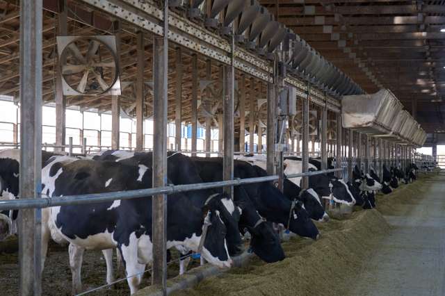 Cows at ISU Dairy Farm. Photo was taken on the \"Agricultural Day Tour,\" hosted by the Africa Global Chamber of Commerce during