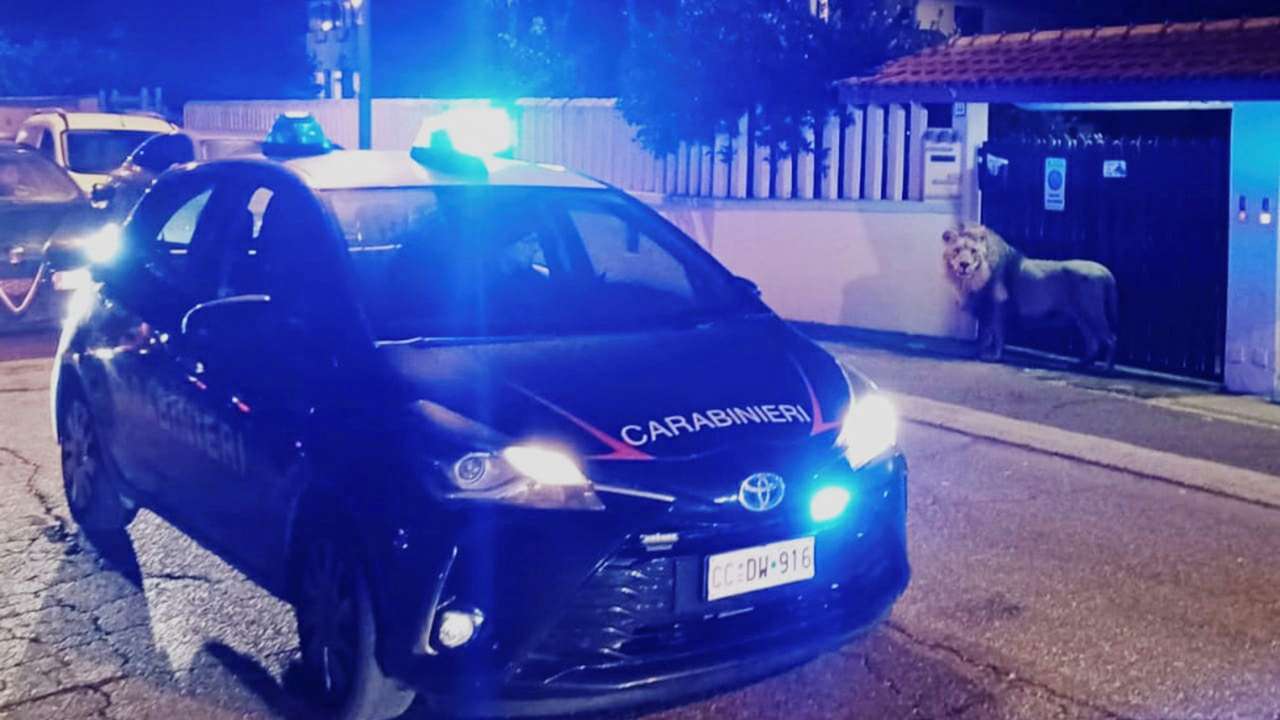 Escaped lion captured near Rome after hours-long hunt