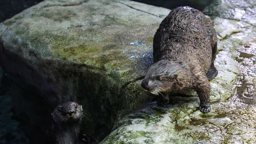 Sea Otters at the Aquarium of the Pacific, in Long Beach