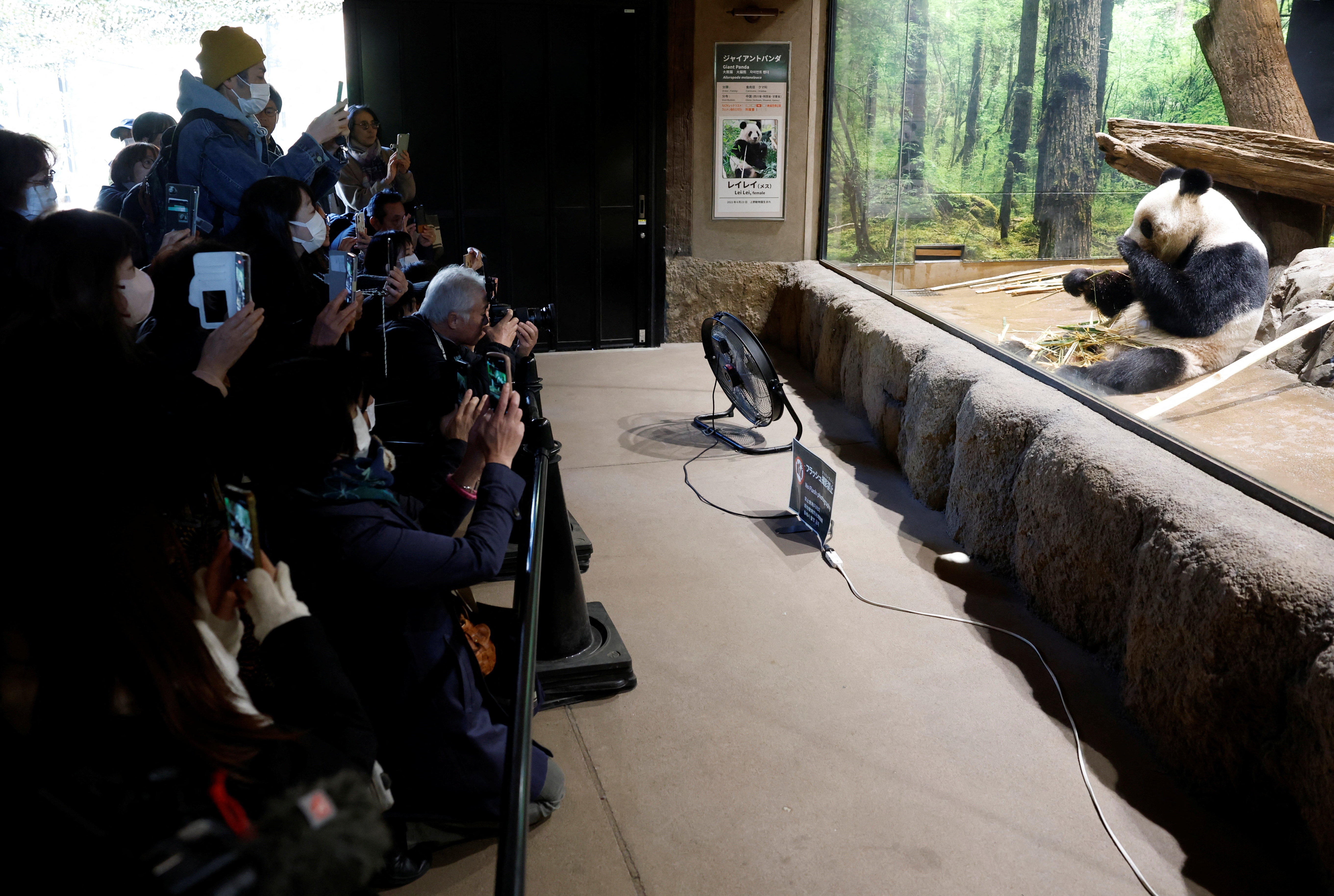 Visitors flock to see giant pandas at Ueno Zoo in Tokyo