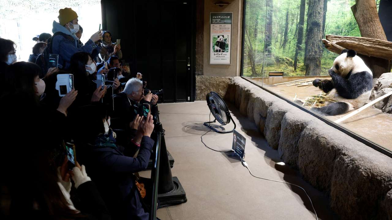 Visitors flock to see giant pandas at Ueno Zoo in Tokyo