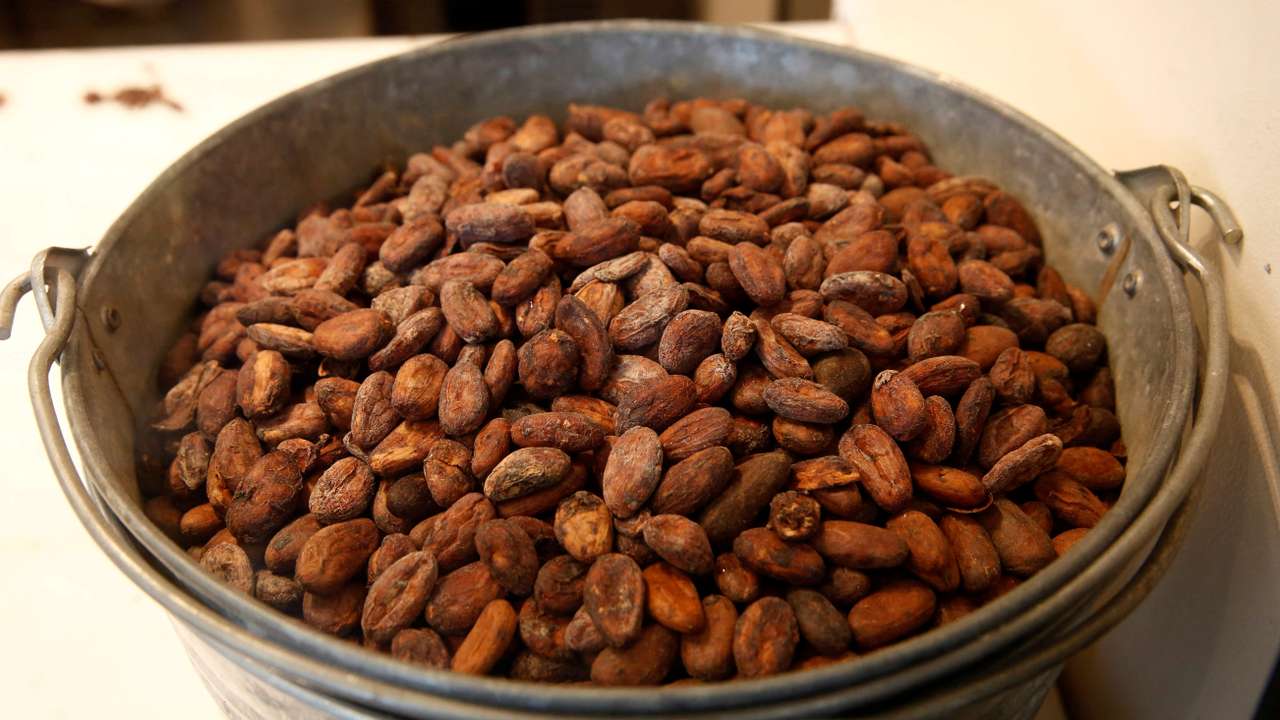 FILE PHOTO: Cacao beans are seen in Tokyo