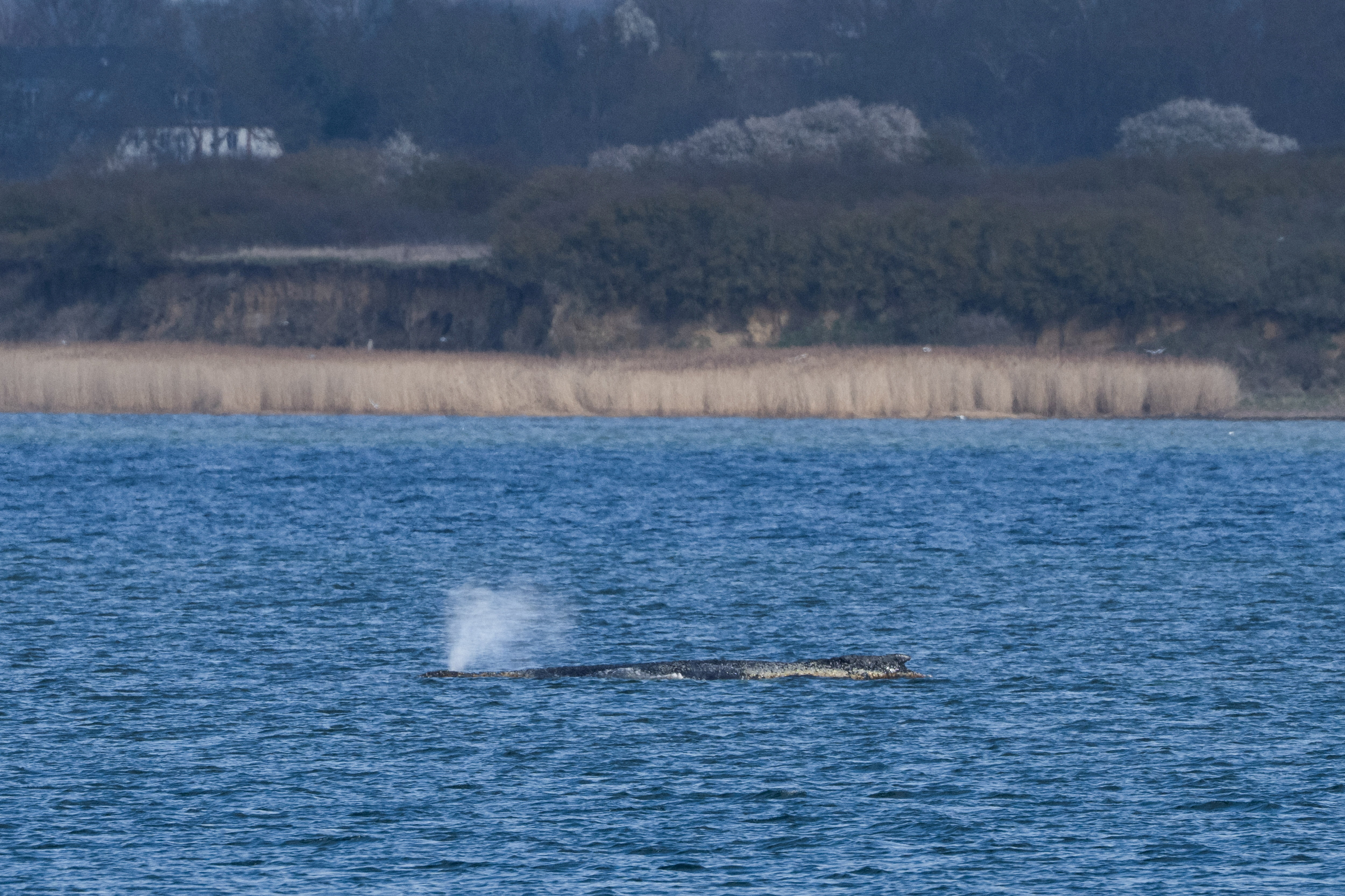 Humpback whale gets stuck again in shallow waters of the Baltic Sea