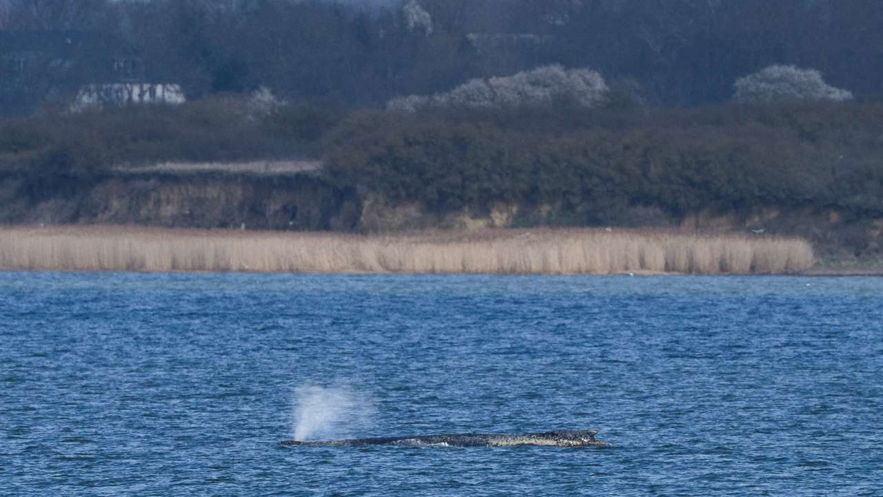 Humpback whale gets stuck again in shallow waters of the Baltic Sea