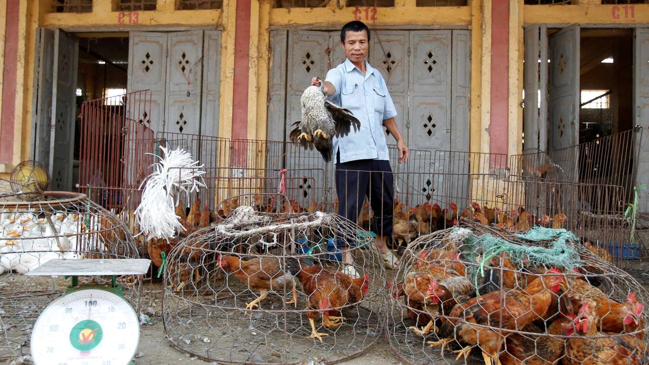 FILE PHOTO: A man throws a hen into a cage at a wholesale poultry market in Ha Vy village, outside Hanoi