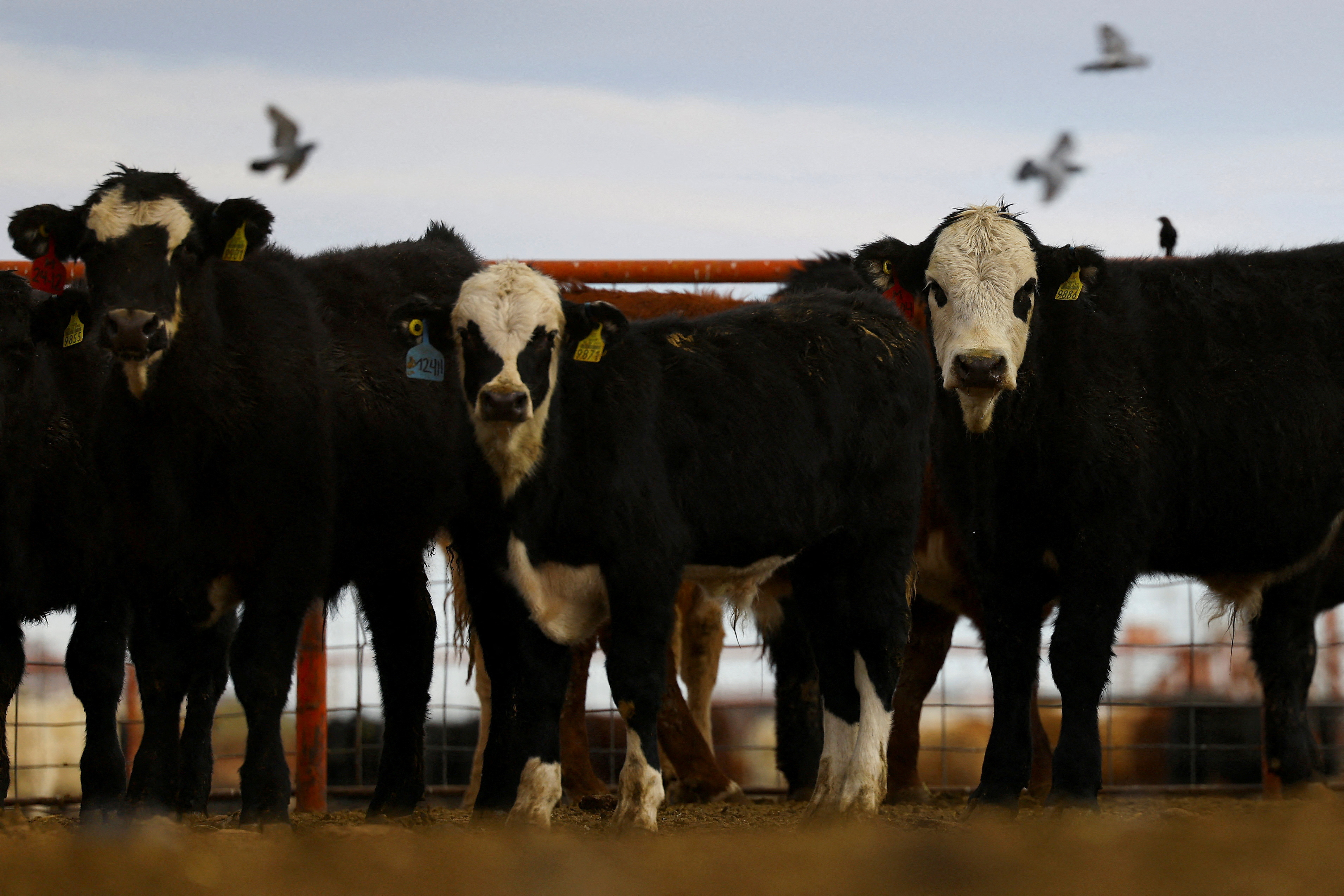 FILE PHOTO: U.S. suspends Mexican cattle imports after New World screwworm case