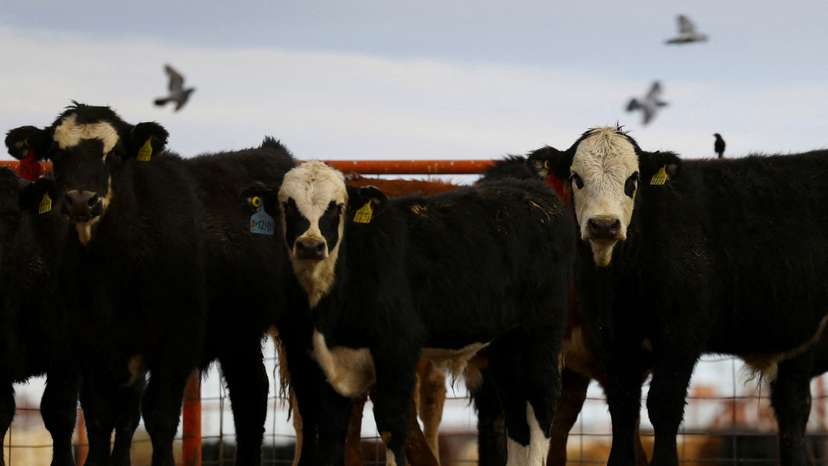 FILE PHOTO: U.S. suspends Mexican cattle imports after New World screwworm case