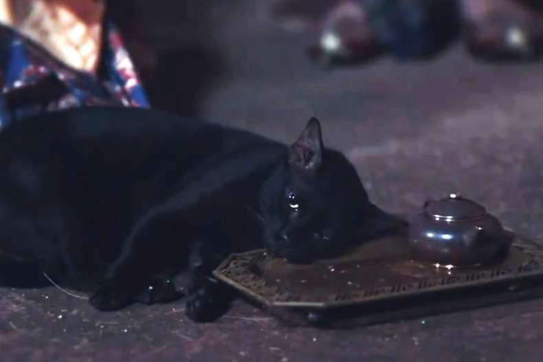 Black Cat posioned in Thai drama sparks outrage and animal cruelty investigation