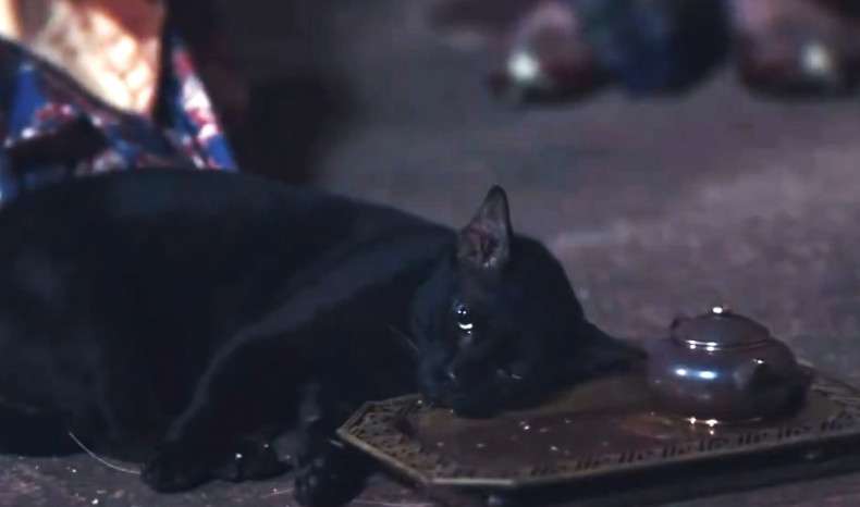 Black Cat posioned in Thai drama sparks outrage and animal cruelty investigation