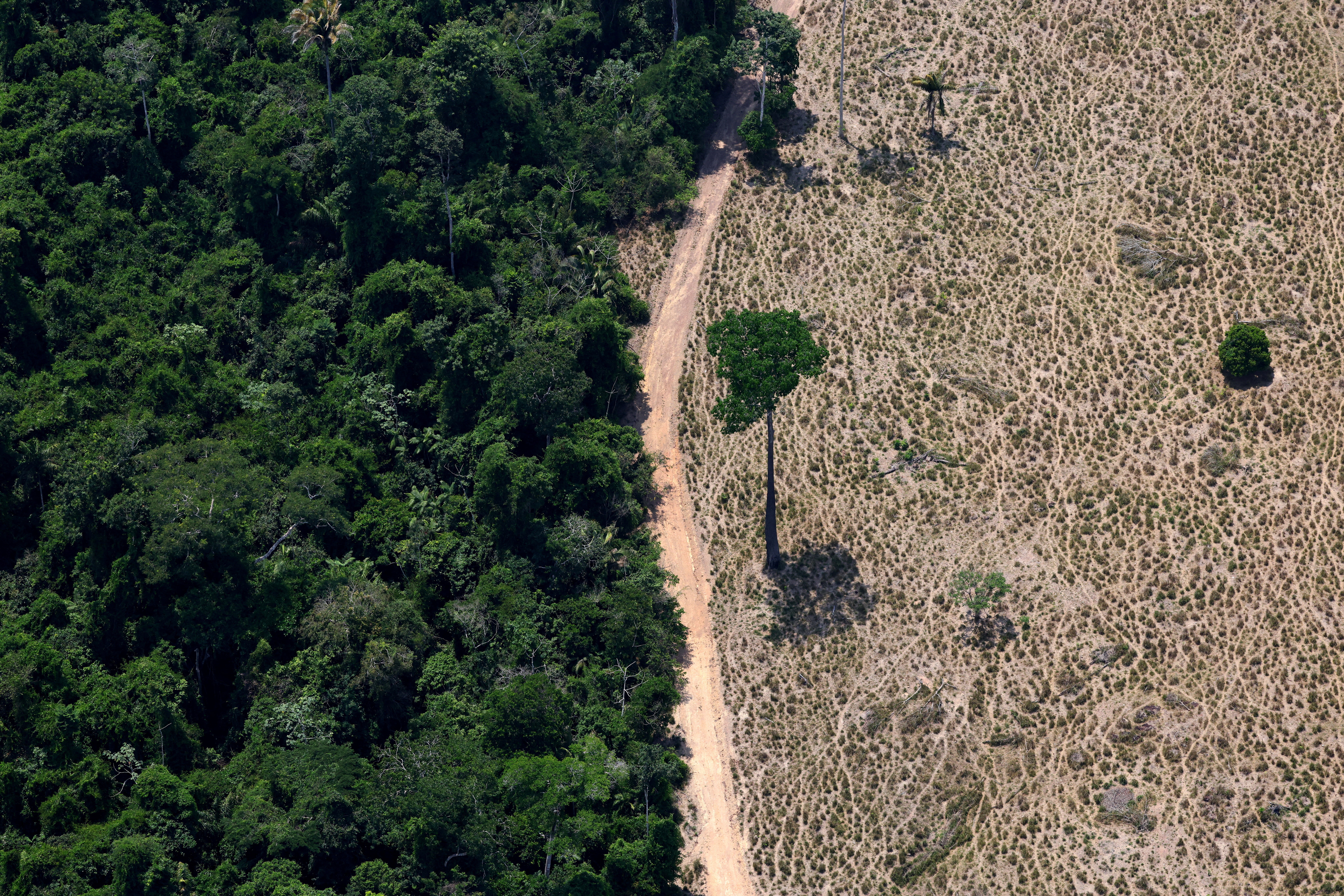 A tree stands at a deforested area in Maraba