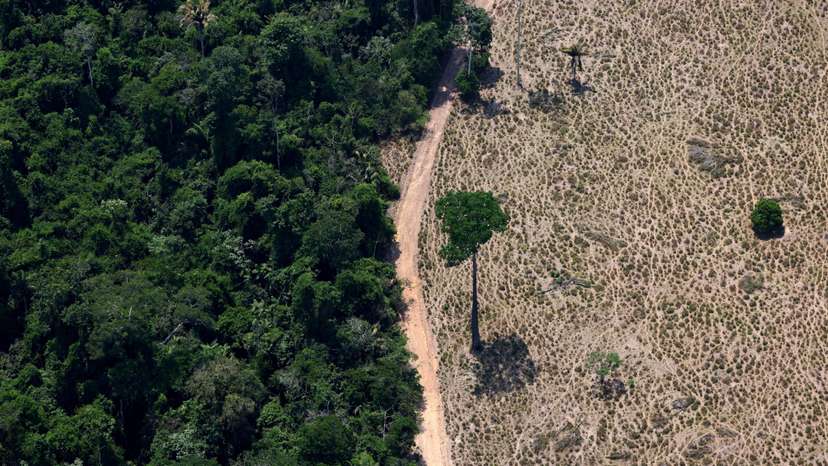 A tree stands at a deforested area in Maraba
