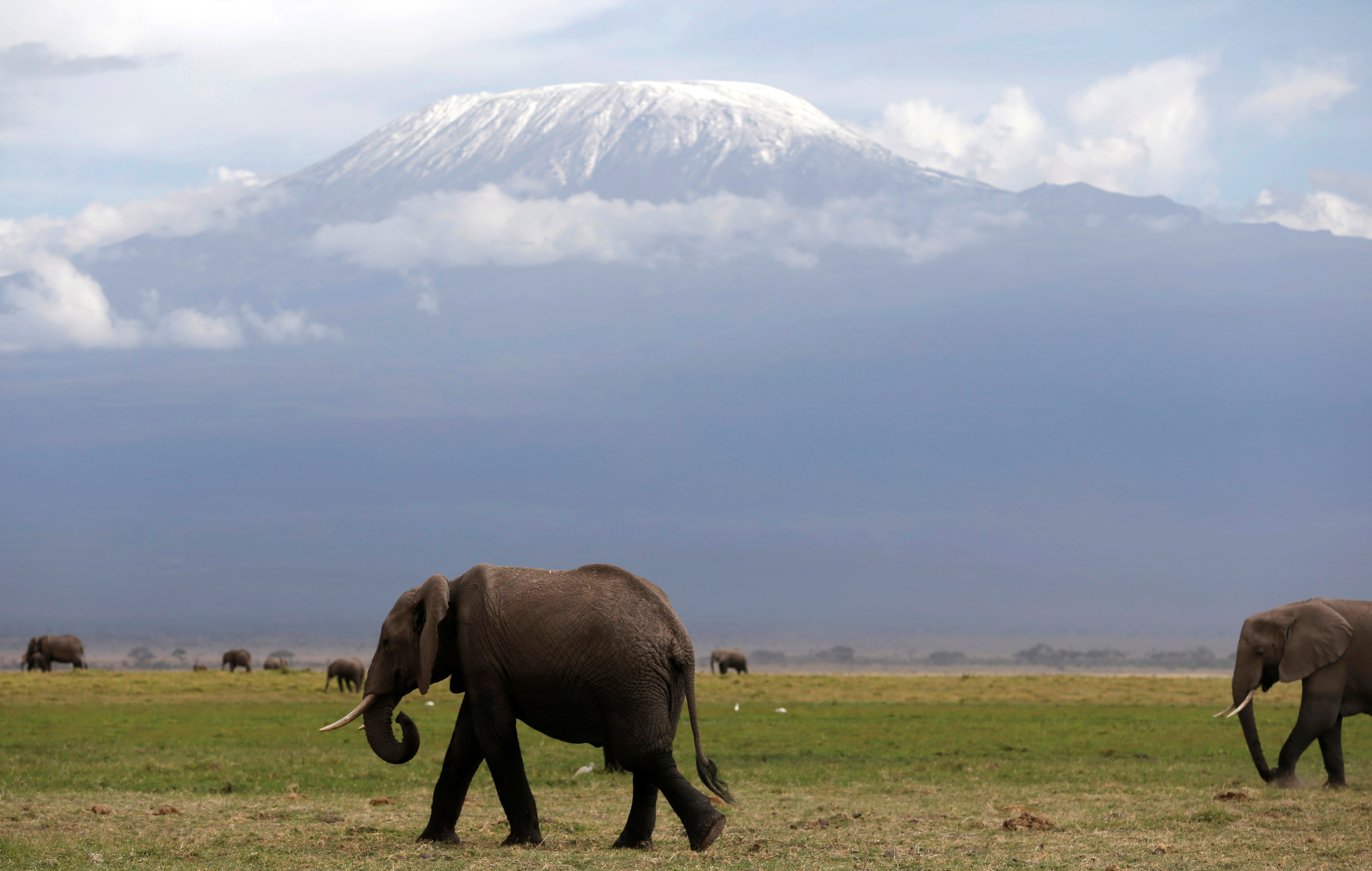 Elephants walk in Amboseli National Park in front of Kilimanjaro mountain