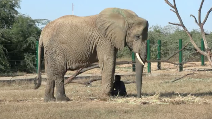 An Elephant in Karachi's Safari park