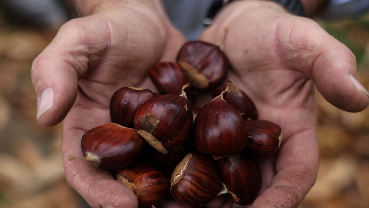 Greece's chestnut harvest the latest casualty of drought and heat