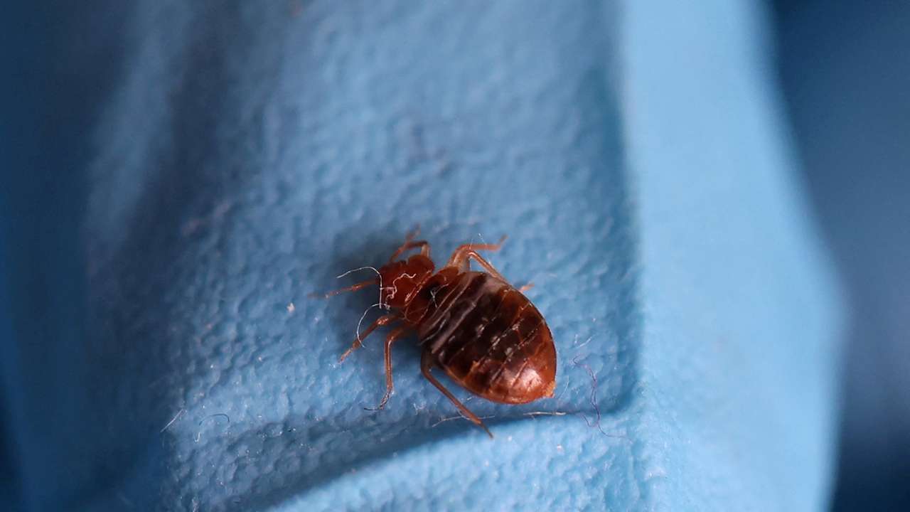 FILE PHOTO: Paris freaks out over bedbugs ahead of Olympic Games