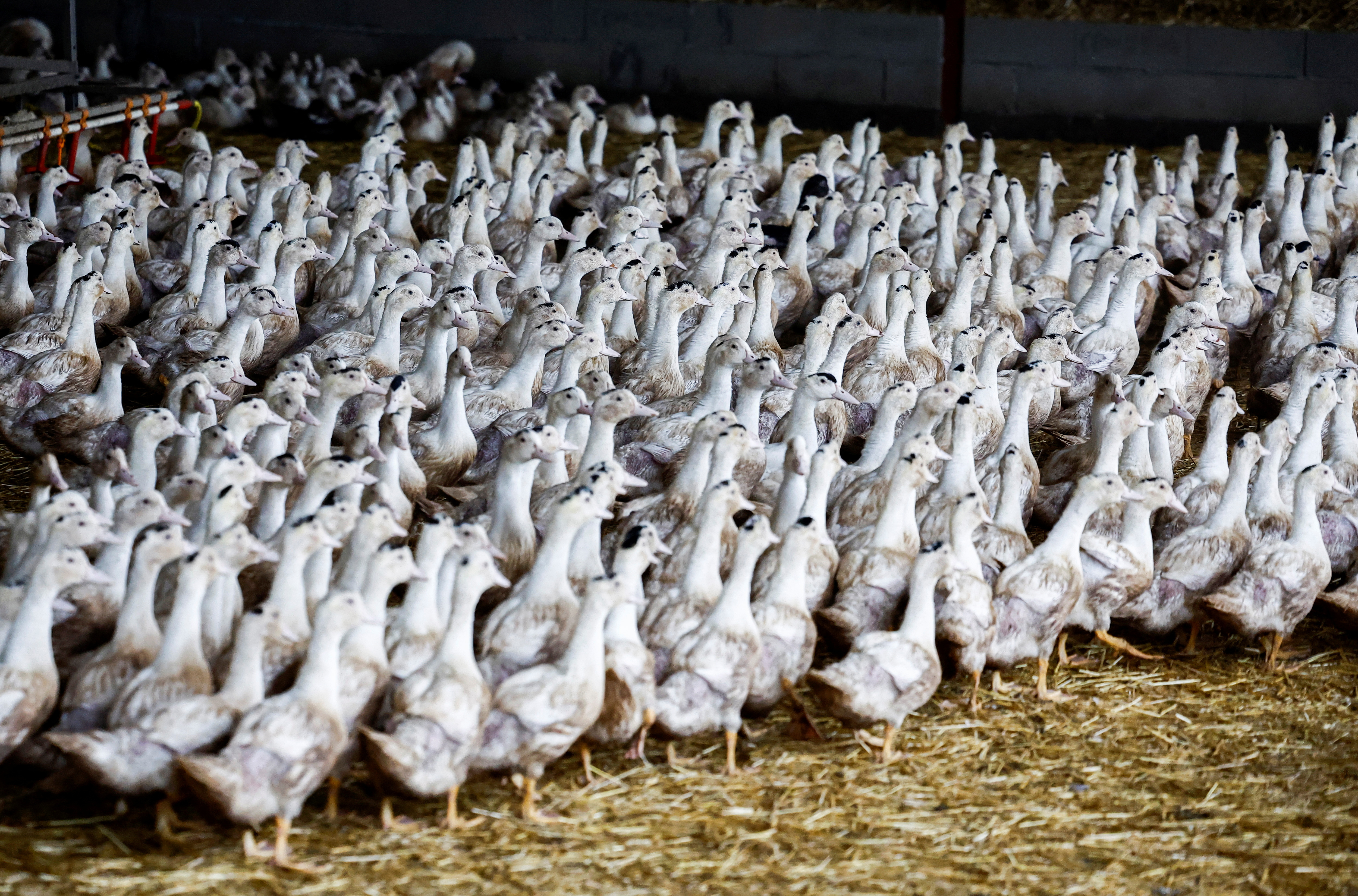 A poultry farm in Castelnau-Tursan