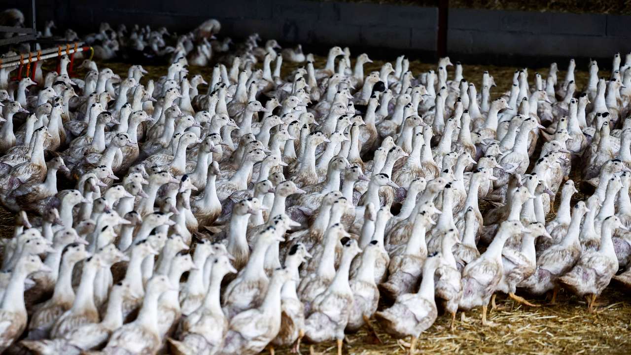 A poultry farm in Castelnau-Tursan