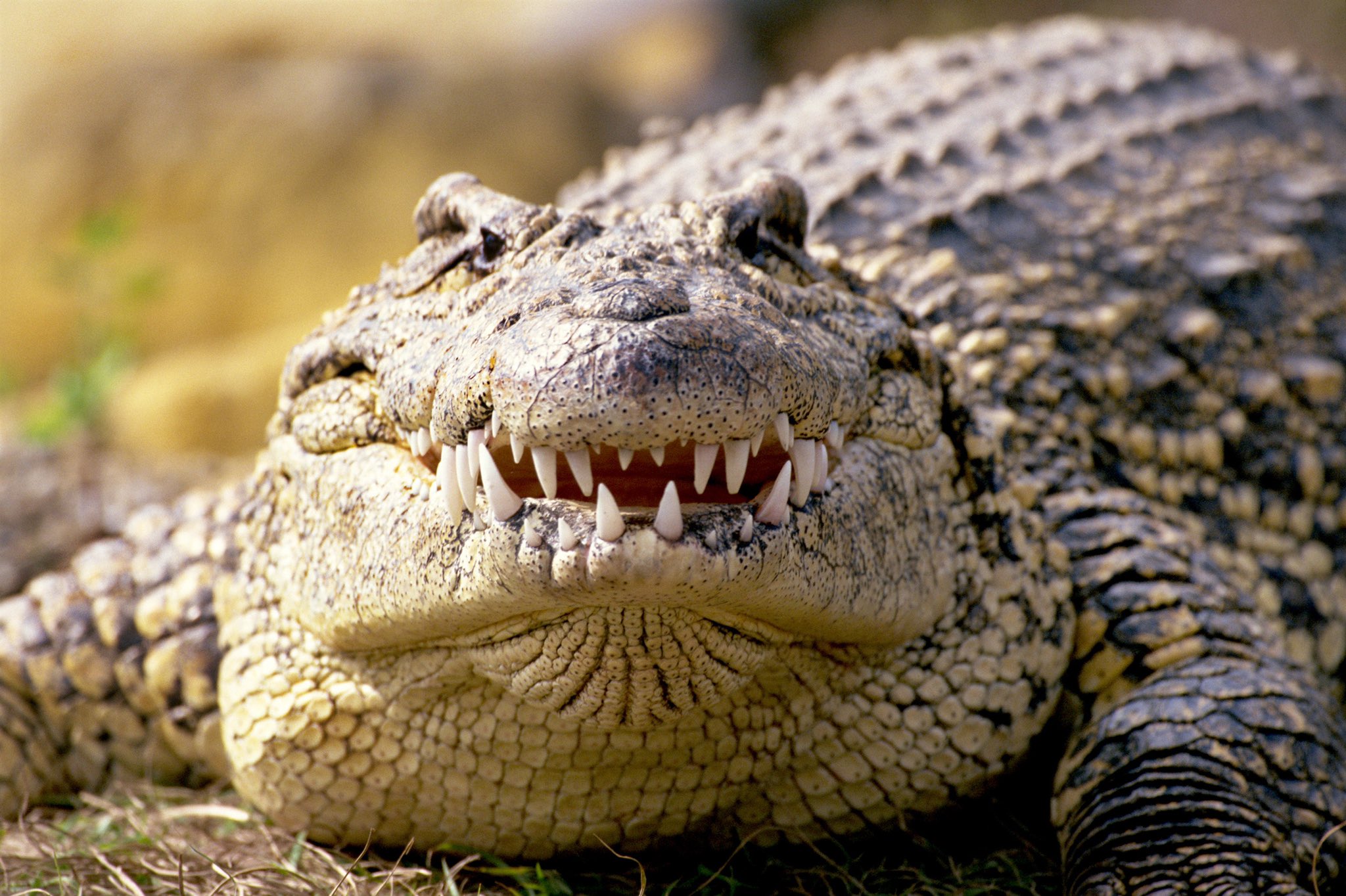 cuban crocodile