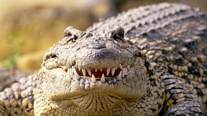 cuban crocodile