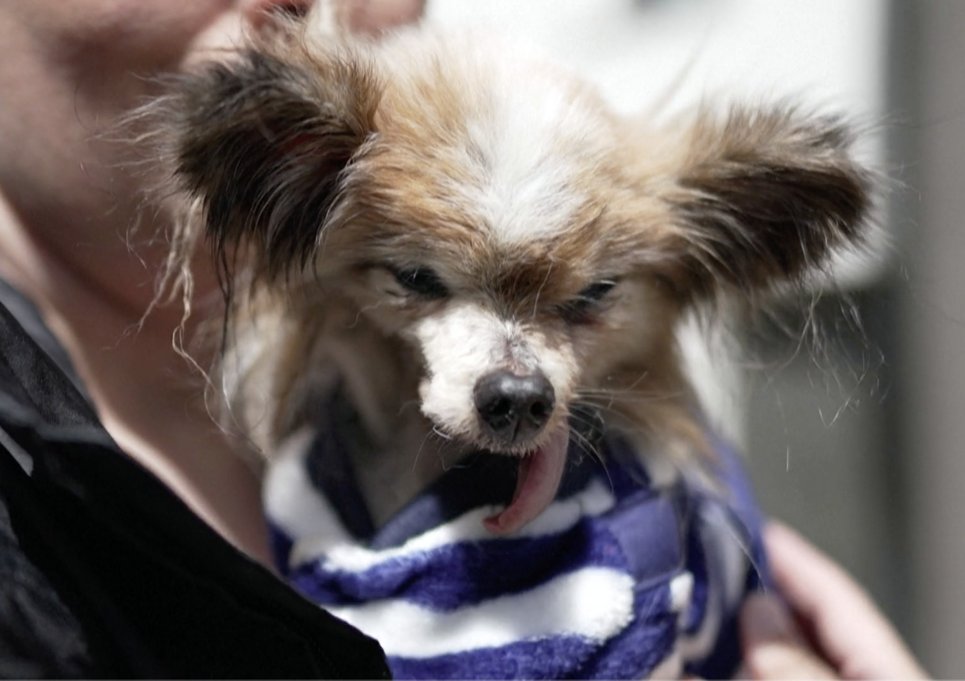 world's oldest dog dies at 30