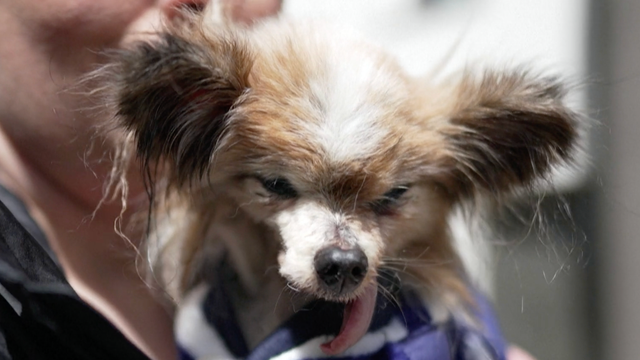 world's oldest dog dies at 30