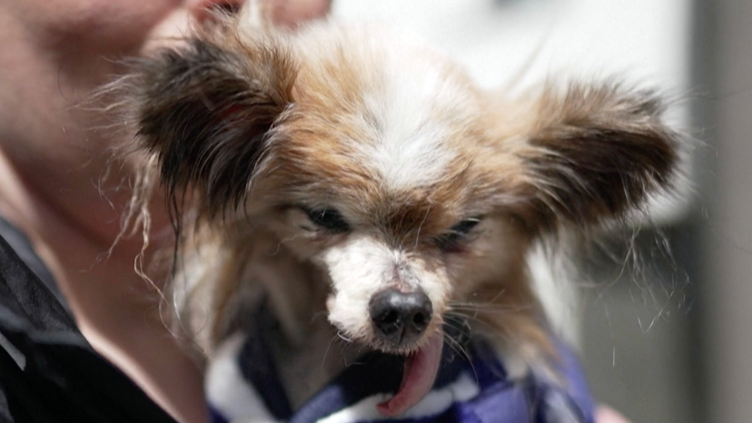 world's oldest dog dies at 30