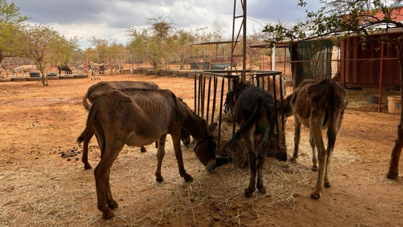 Zimbabwe donkeys dying