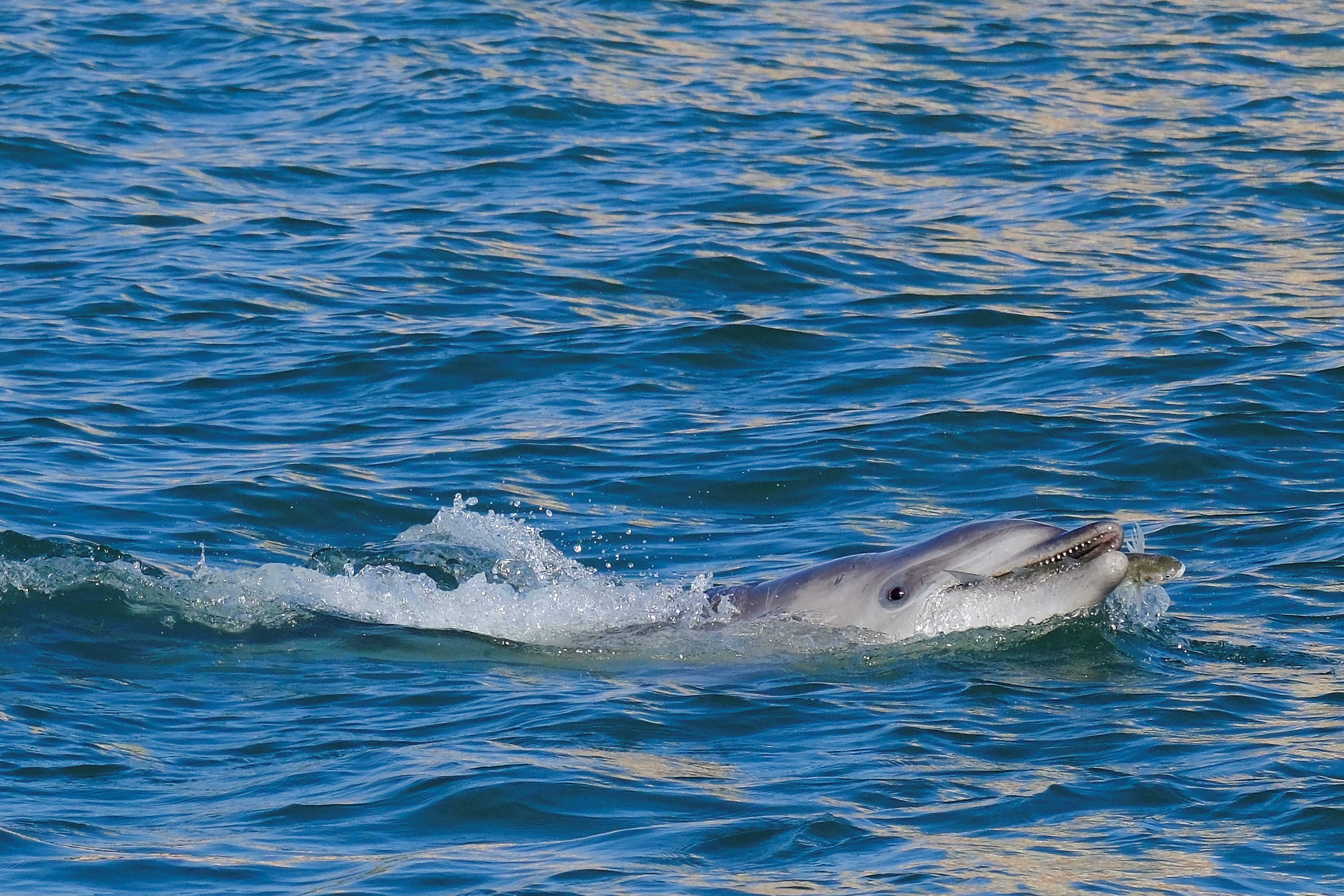 A dolphin nicknamed 'Mimmo' swims in the San Marco Basin, amid growing concerns about the impact of tourism on marine life, in Venice