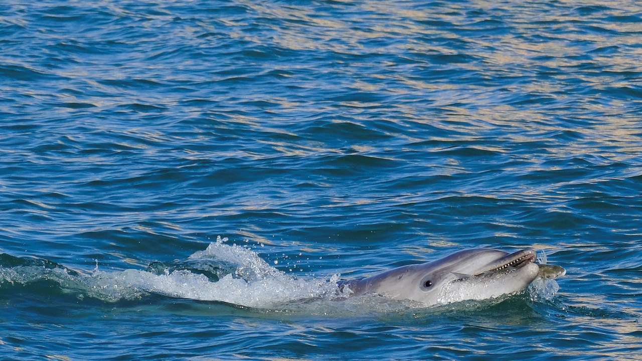 A dolphin nicknamed 'Mimmo' swims in the San Marco Basin, amid growing concerns about the impact of tourism on marine life, in Venice