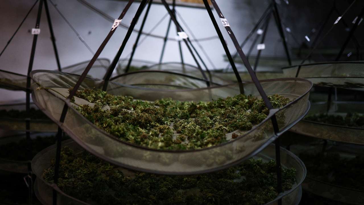 Italy's light cannabis industry risks going up in smoke
