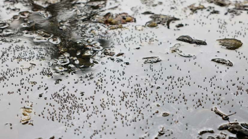 FILE PHOTO: Mosquitoes are seen on stagnant water on the roadside during countrywide dengue infection, in Dhaka