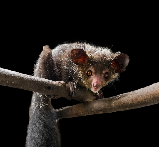 Aye Aye primates