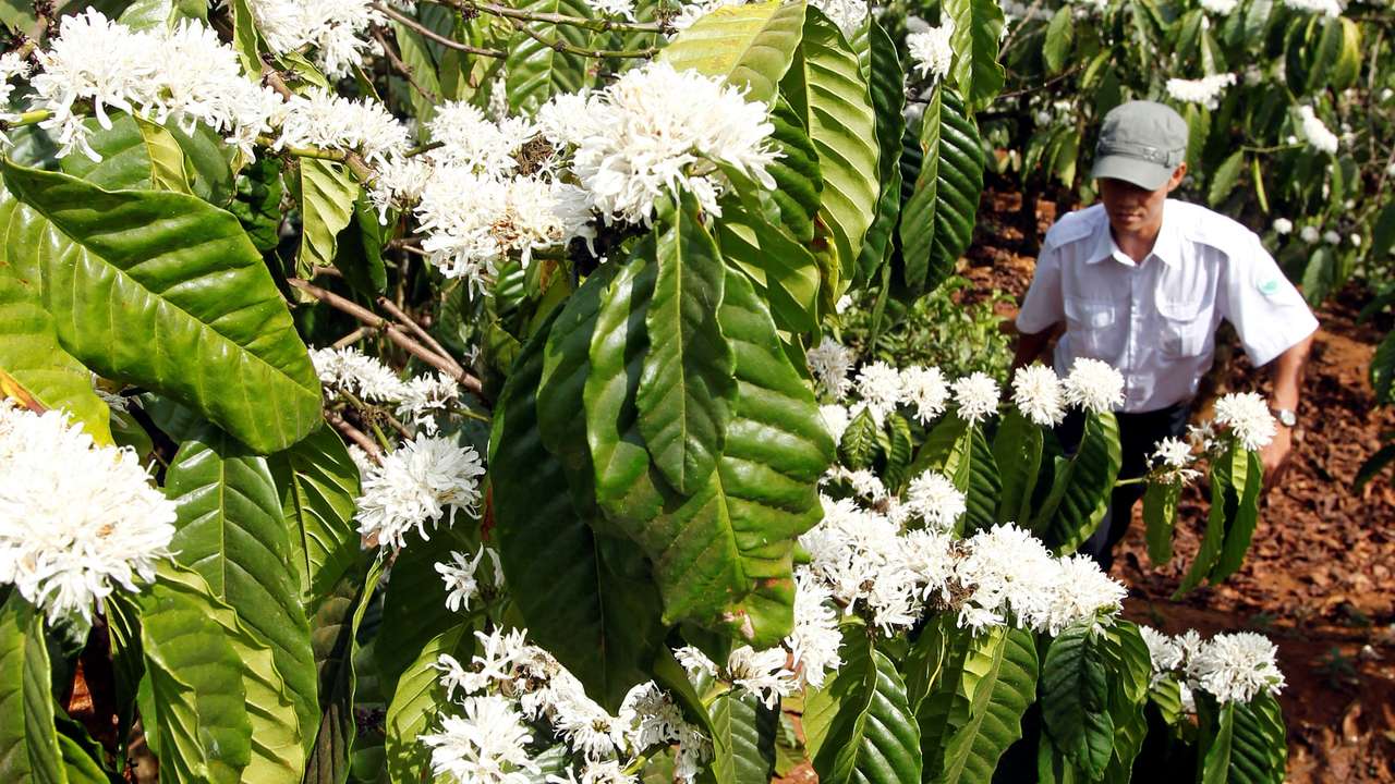 FILE PHOTO: A farmer walks in a coffee field as flowers blossom, in Vietnam's central highland Di Linh district