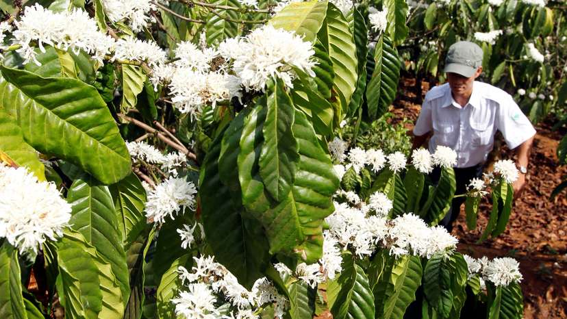 FILE PHOTO: A farmer walks in a coffee field as flowers blossom, in Vietnam's central highland Di Linh district