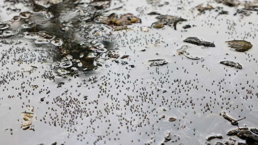 FILE PHOTO: Mosquitoes are seen on stagnant water on the roadside during countrywide dengue infection, in Dhaka