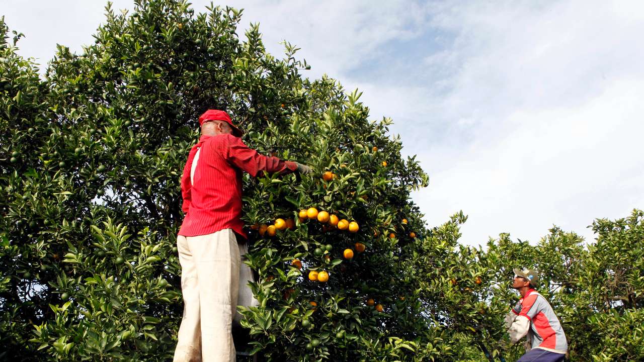 Workers harvest oranges on a farm in Limeira