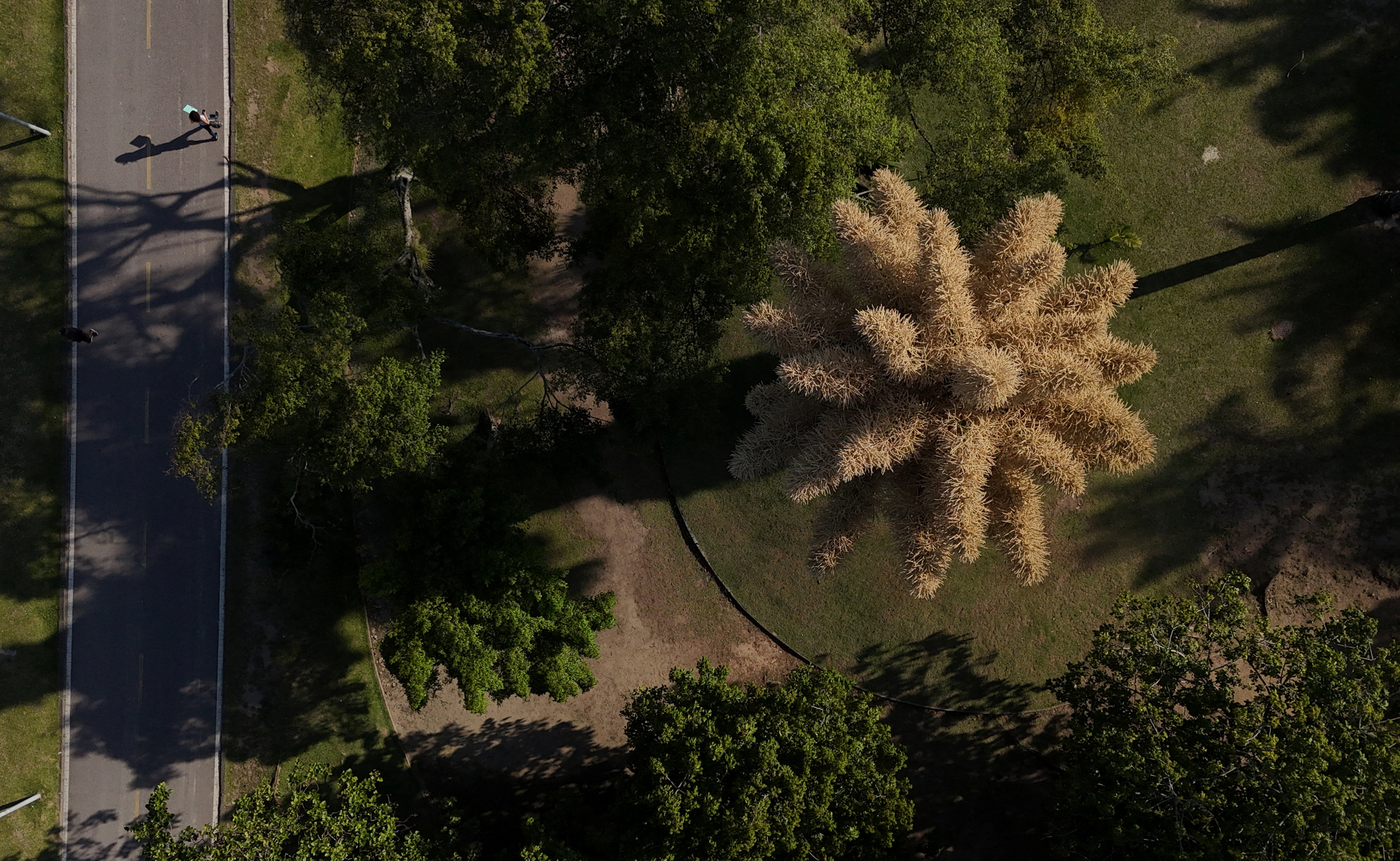 Once-in-lifetime Talipot palms bloom in Rio de Janeiro