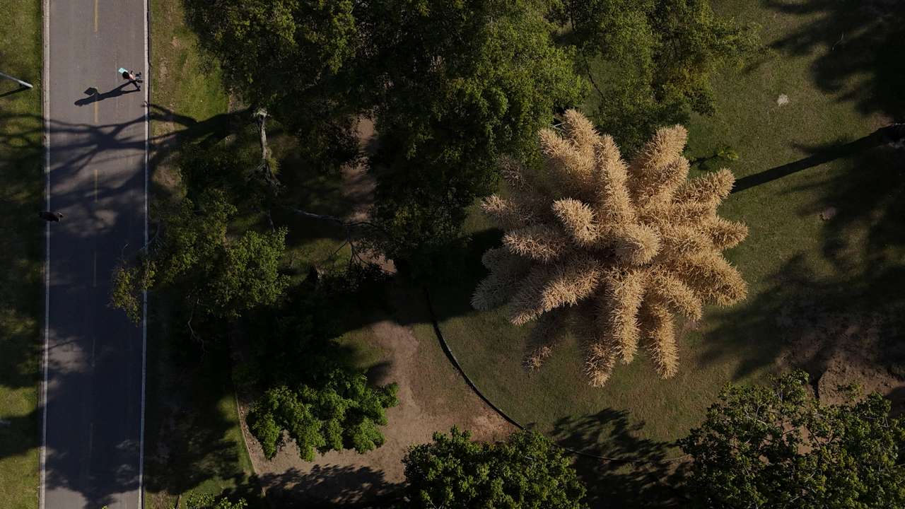 Once-in-lifetime Talipot palms bloom in Rio de Janeiro