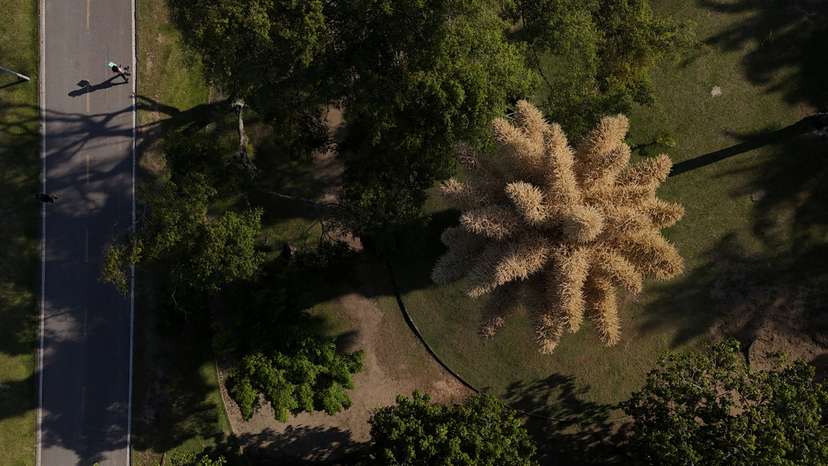 Once-in-lifetime Talipot palms bloom in Rio de Janeiro