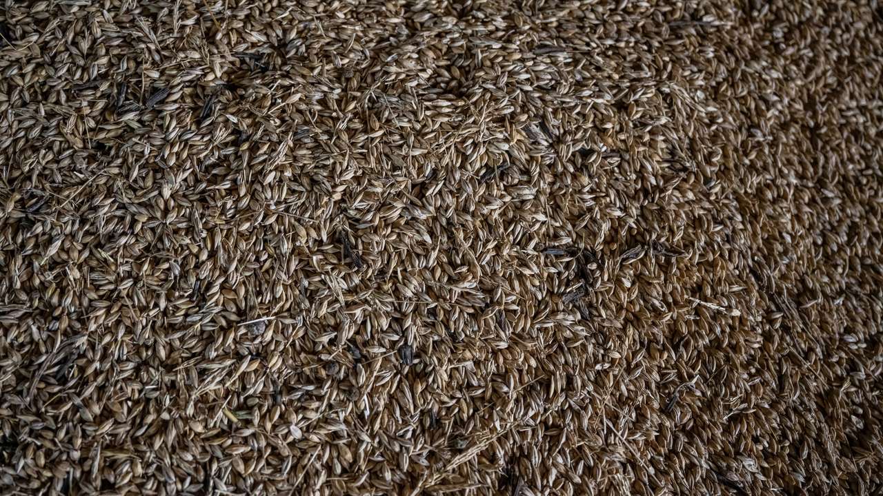 Wheat grains are seen inside a storage of a farm that was damaged last year by Russian military strike in the village of Velykomykhailivka