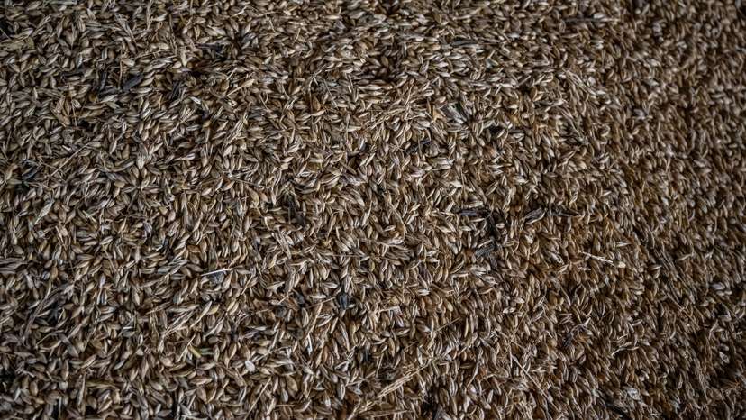 Wheat grains are seen inside a storage of a farm that was damaged last year by Russian military strike in the village of Velykomykhailivka