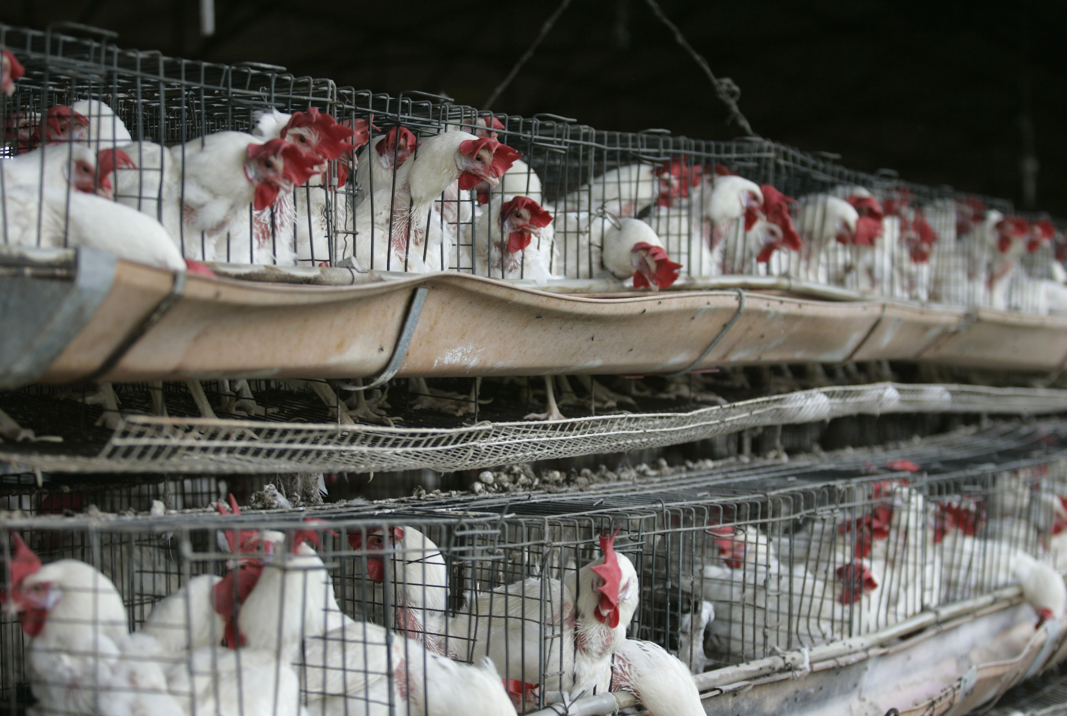Chickens sit in their enclosures at a poultry farm in Tepatitlan on the outskirts of Guadalajara