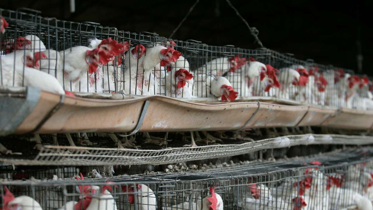 Chickens sit in their enclosures at a poultry farm in Tepatitlan on the outskirts of Guadalajara