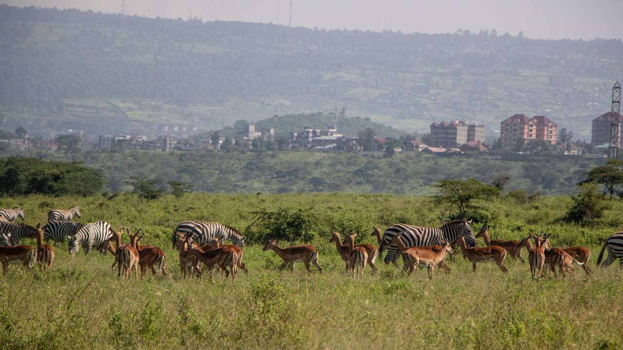 Zebras and antelopes are seen grazing  at Lake Nakuru National Park. According to Kenya�s Tourism Institute, the country's earnings from tourism increased by 32% to 352.5 billion shillings ($2.7 billion) last year. Tourism is Kenya�s third-largest source of foreign earnings.