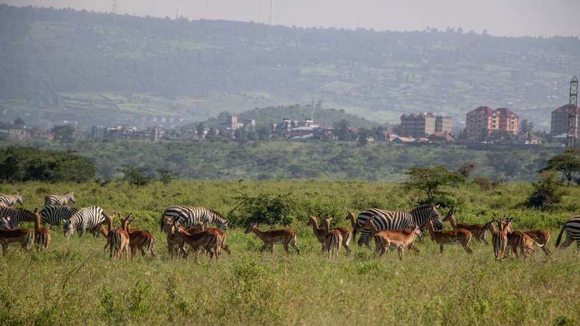 Wildlife at Lake Nakuru National Park in Nakuru, Kenya - 5 Jun 2024