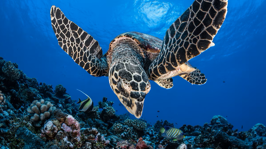 Turtle