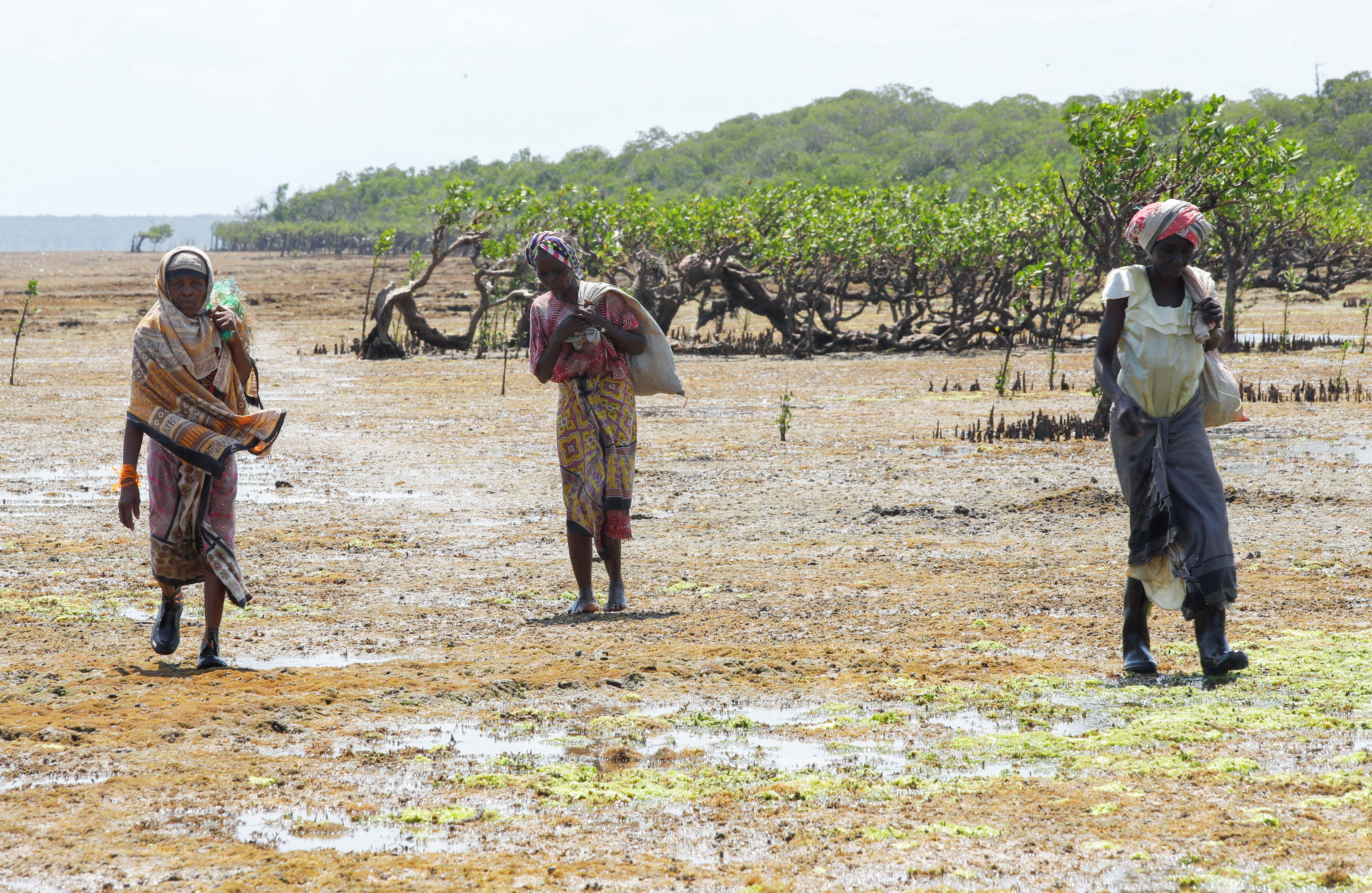 Seaweed farming brings hope to Kenyan villagers hit by climate change